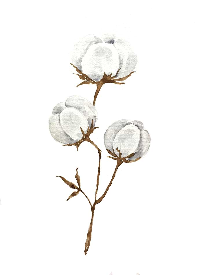 Botanical
