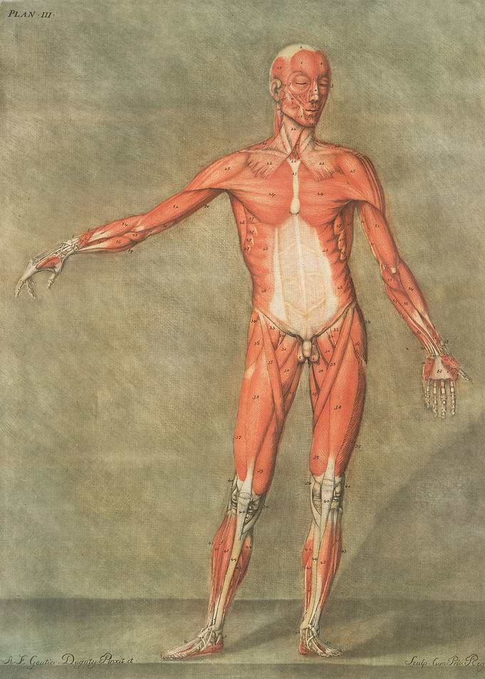 Anatomical Illustration