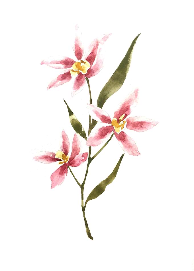 Botanical