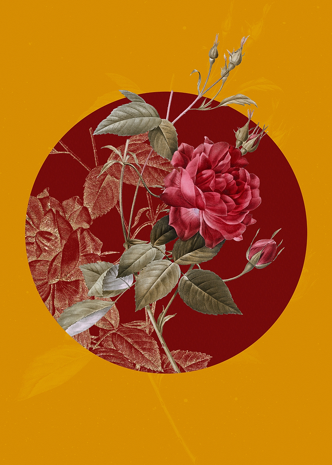 Blood Red Bengal Rose