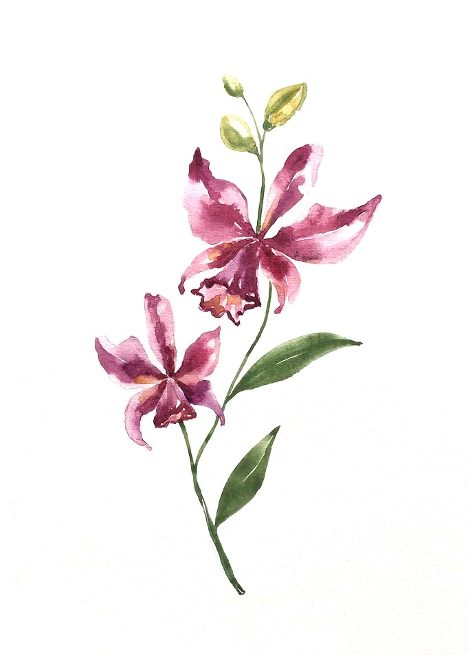 Botanical