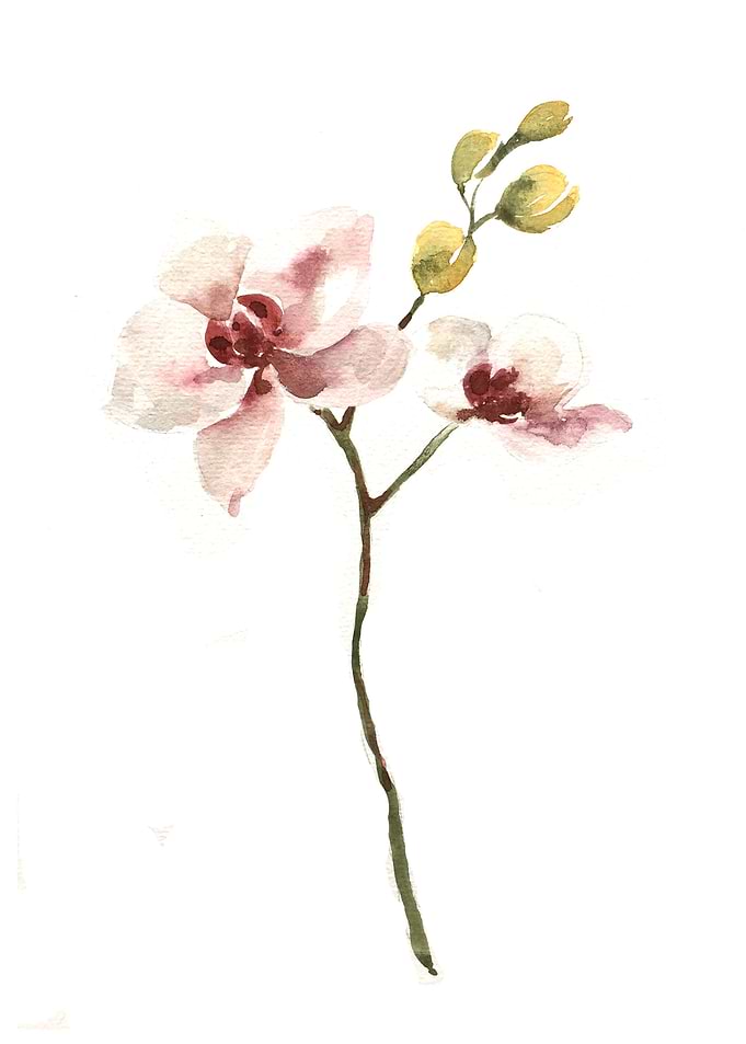 Botanical