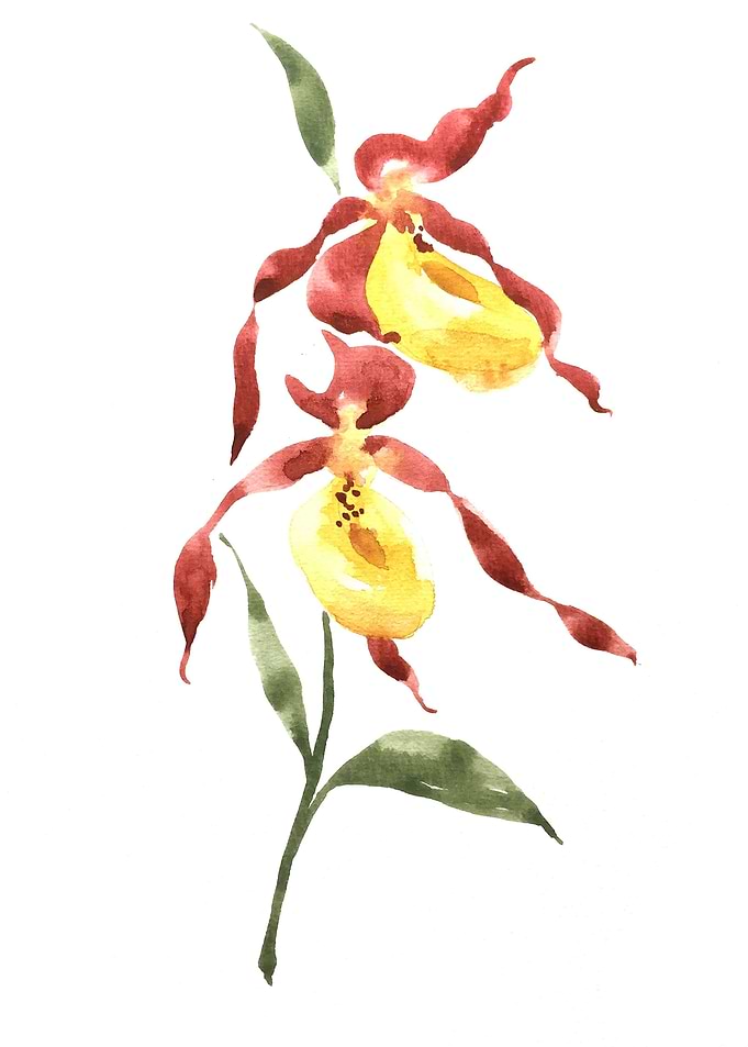 Botanical