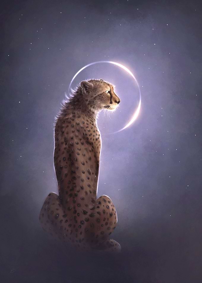 Cheetah