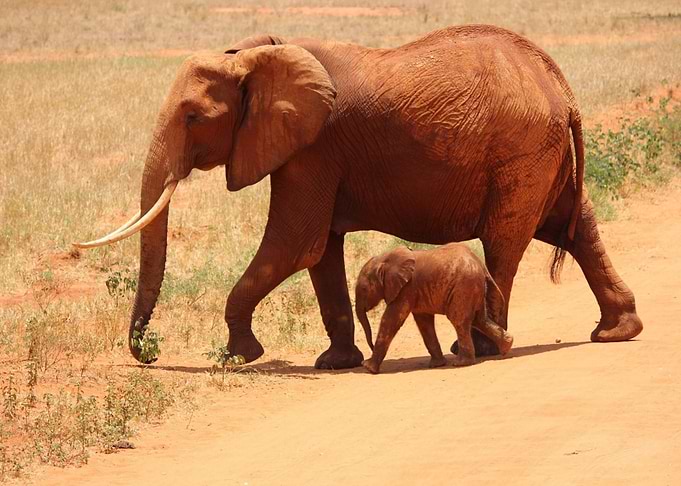 two elephant orange