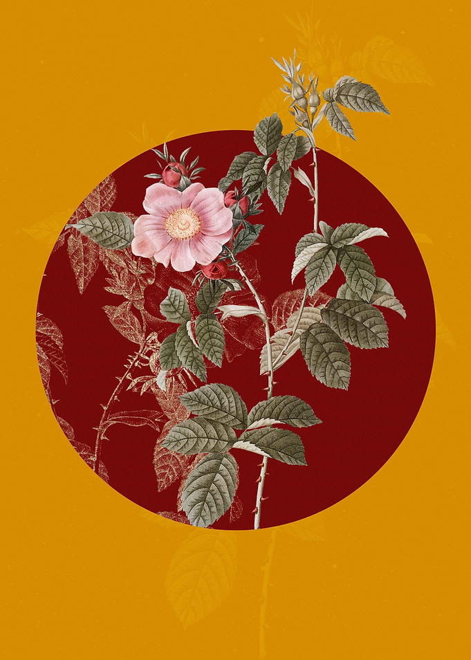 Big Flowered Dog Rose