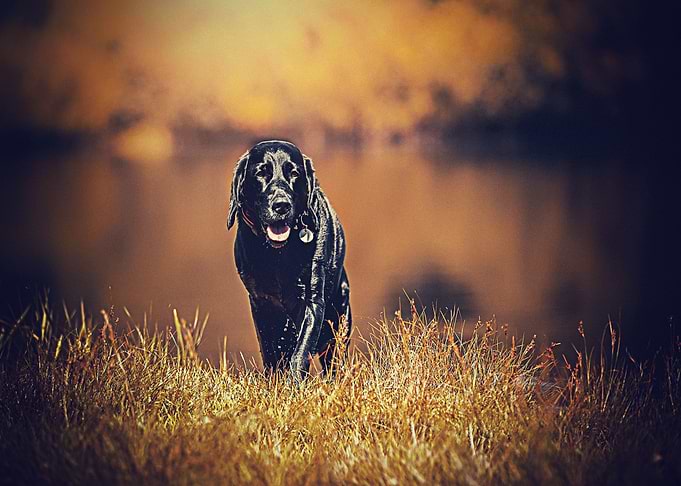 Labradors Pet Love