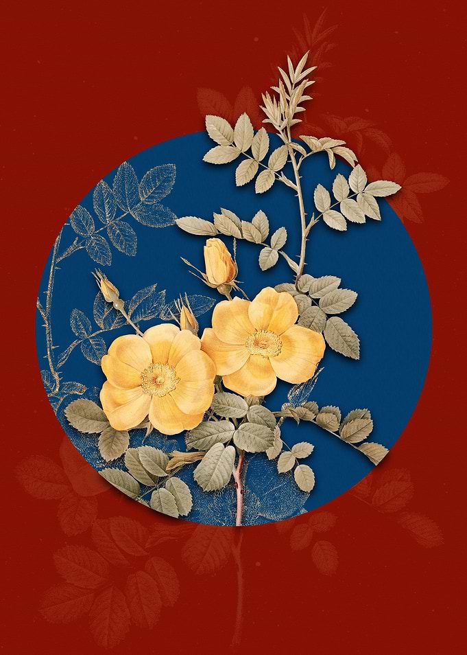 Yellow Sweetbriar Roses