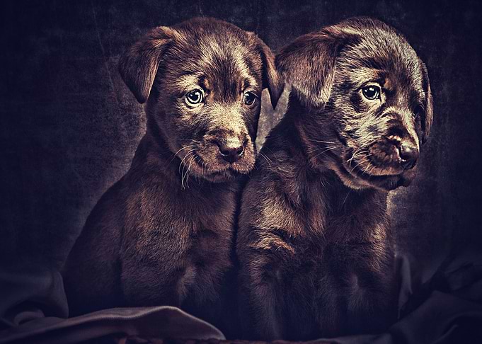 Labradors Pet Love