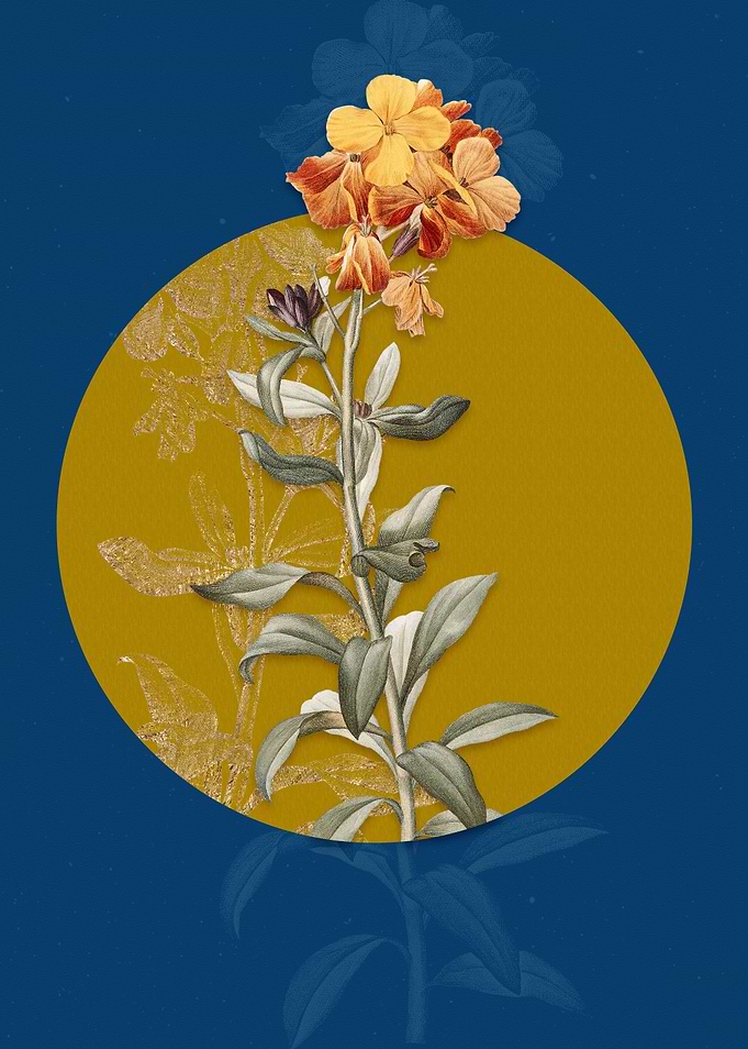Yellow Wallflower Bloom