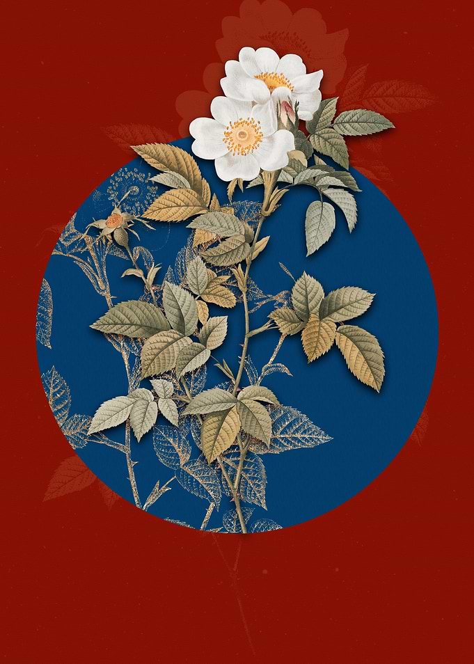 White Anjou Roses