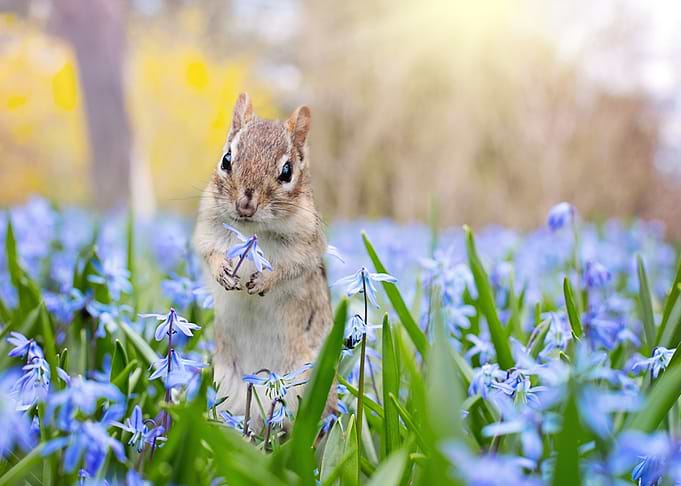 flower blue ANImal