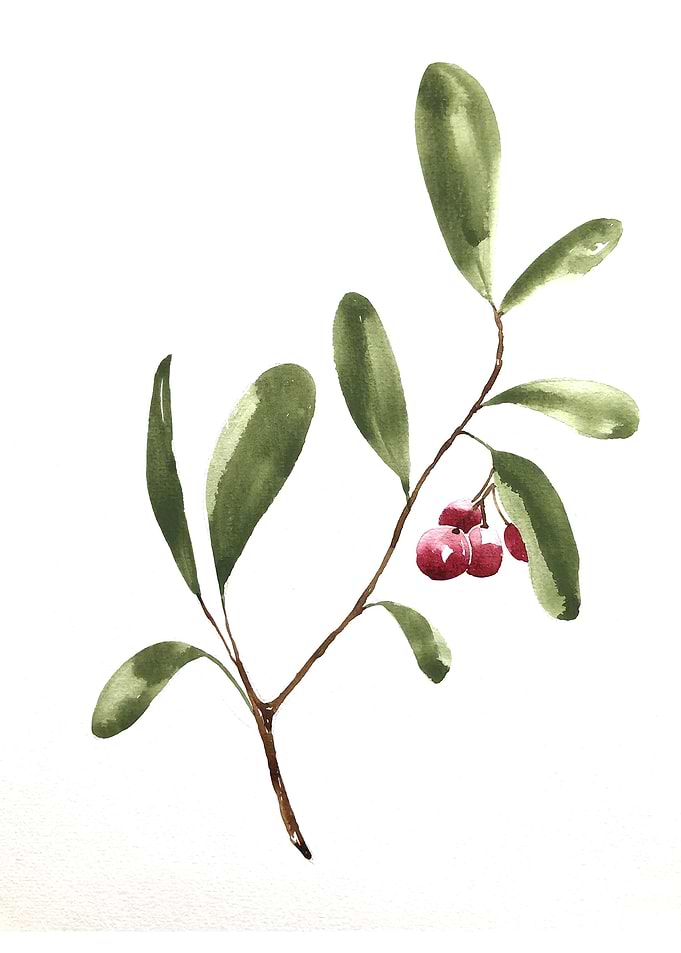 Fruit