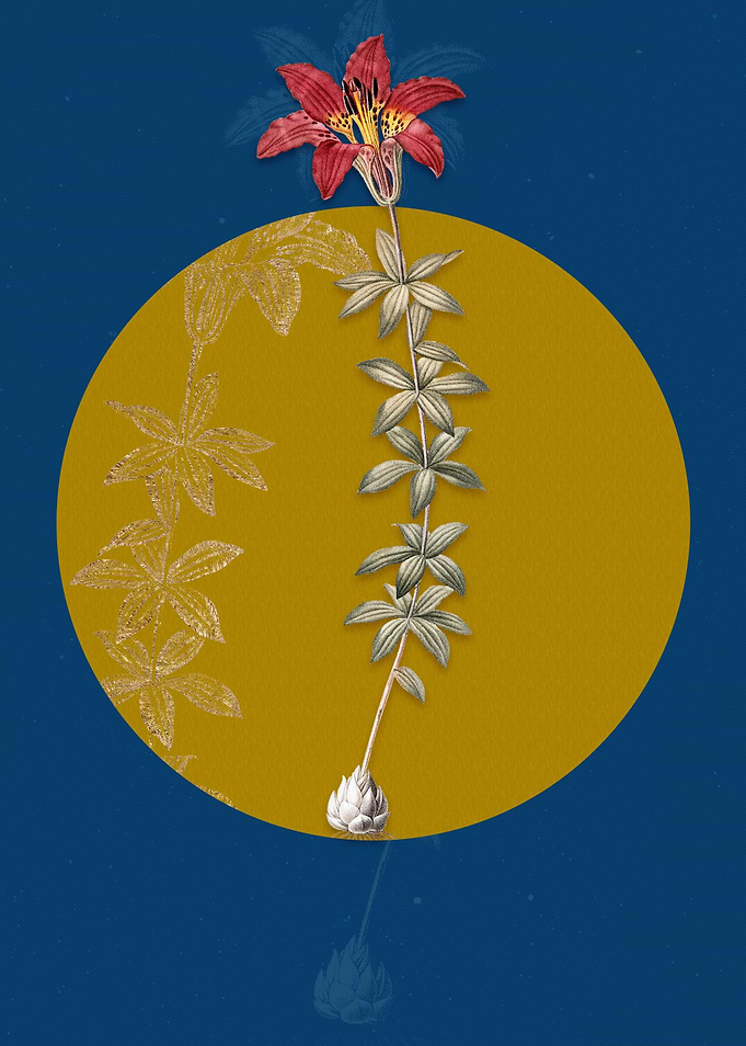 Wood Lily