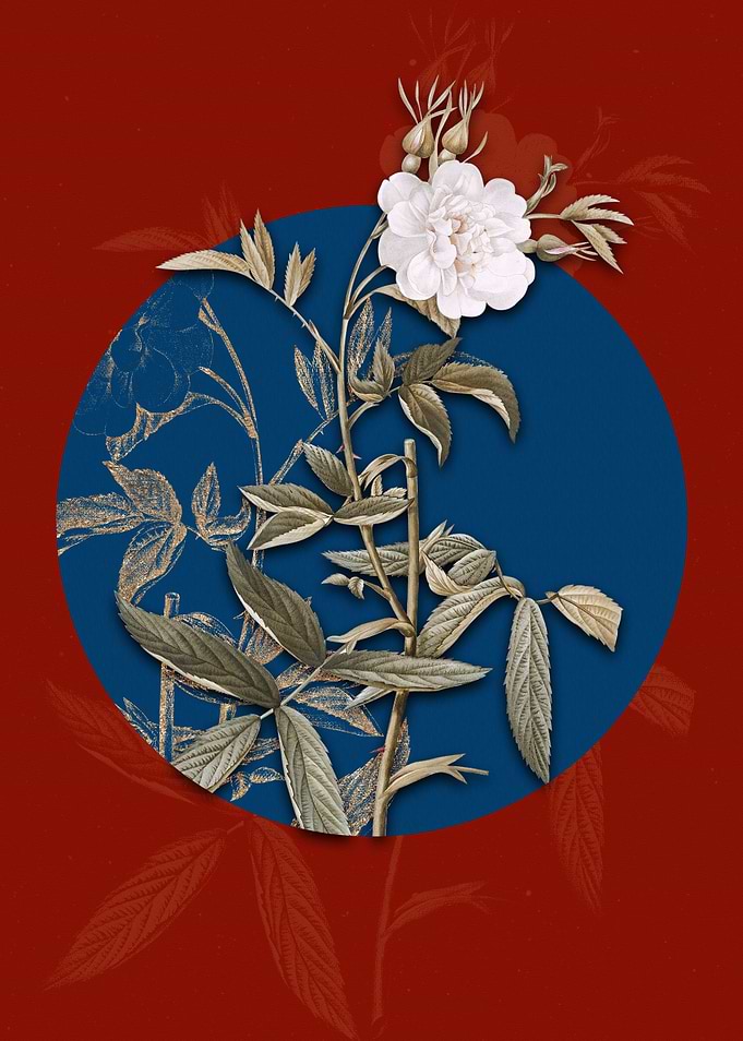 White Rose of York