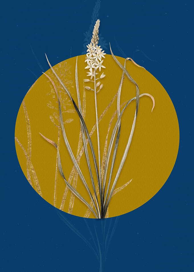 Wild Asparagus