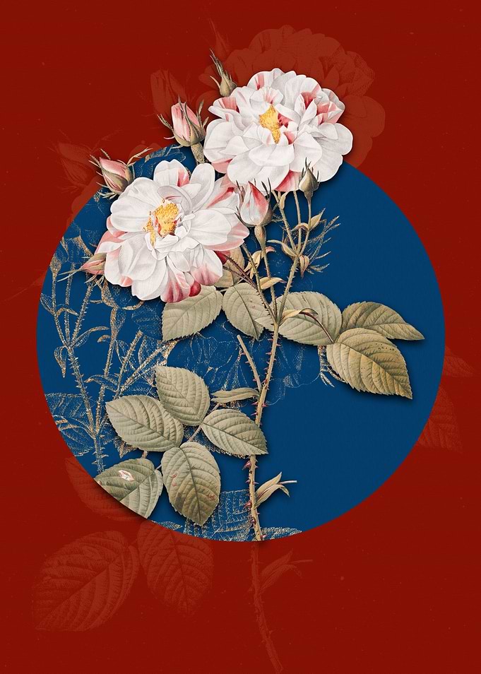 White Damask Rose