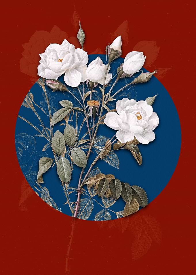 Vintage White Rose