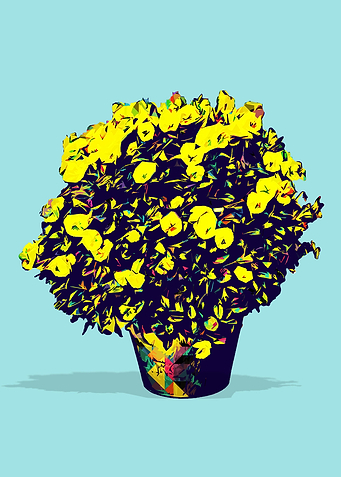 Beautiful Flowers