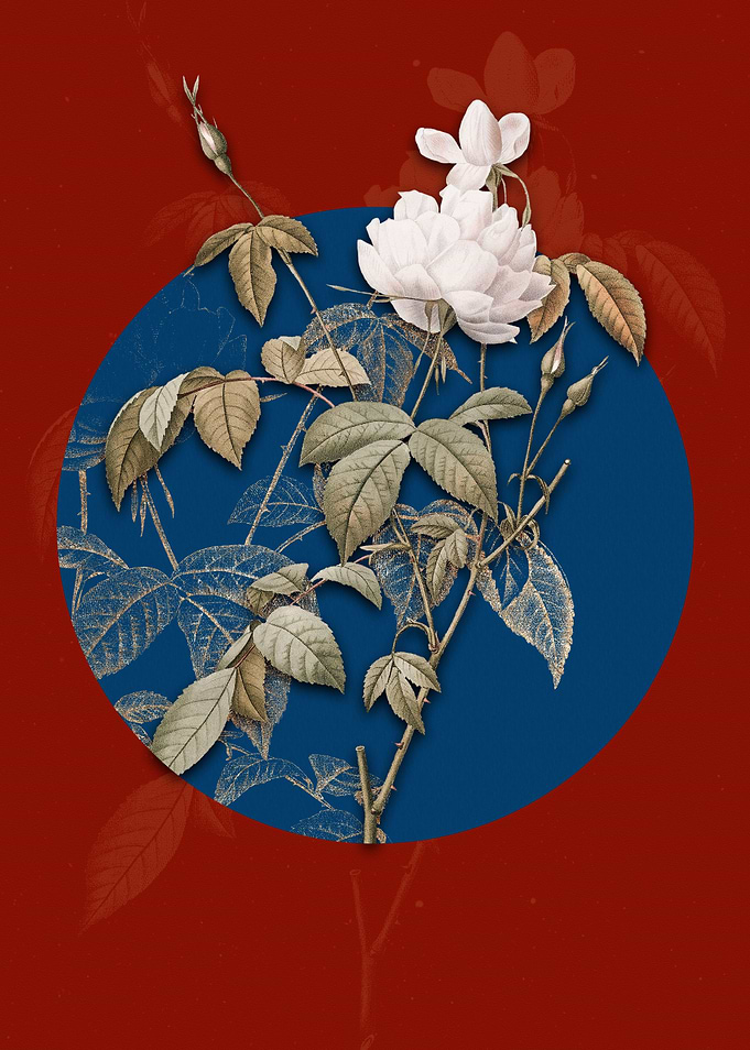 White Bengal Rose