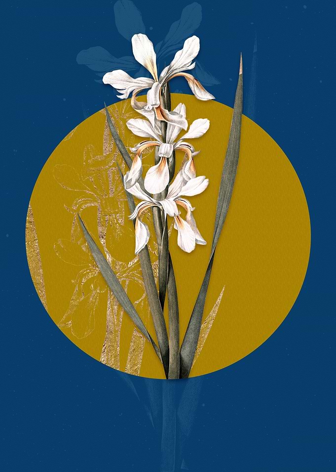Yellow Banded Iris
