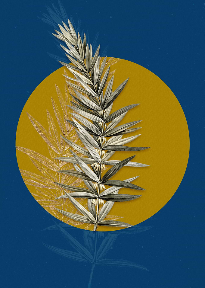 Whorled Solomons Seal