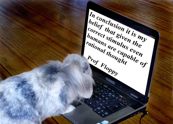the professor rabbit