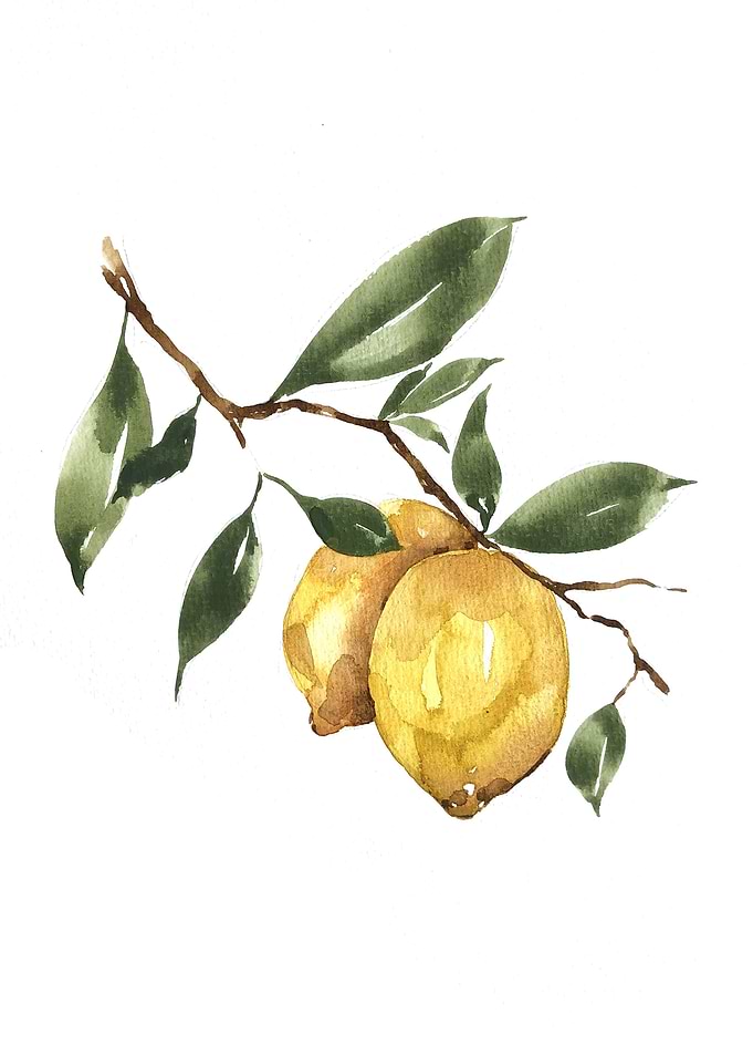Fruit