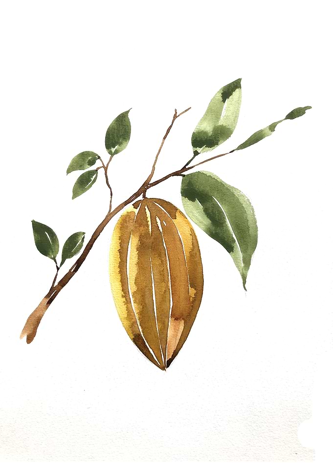Fruit