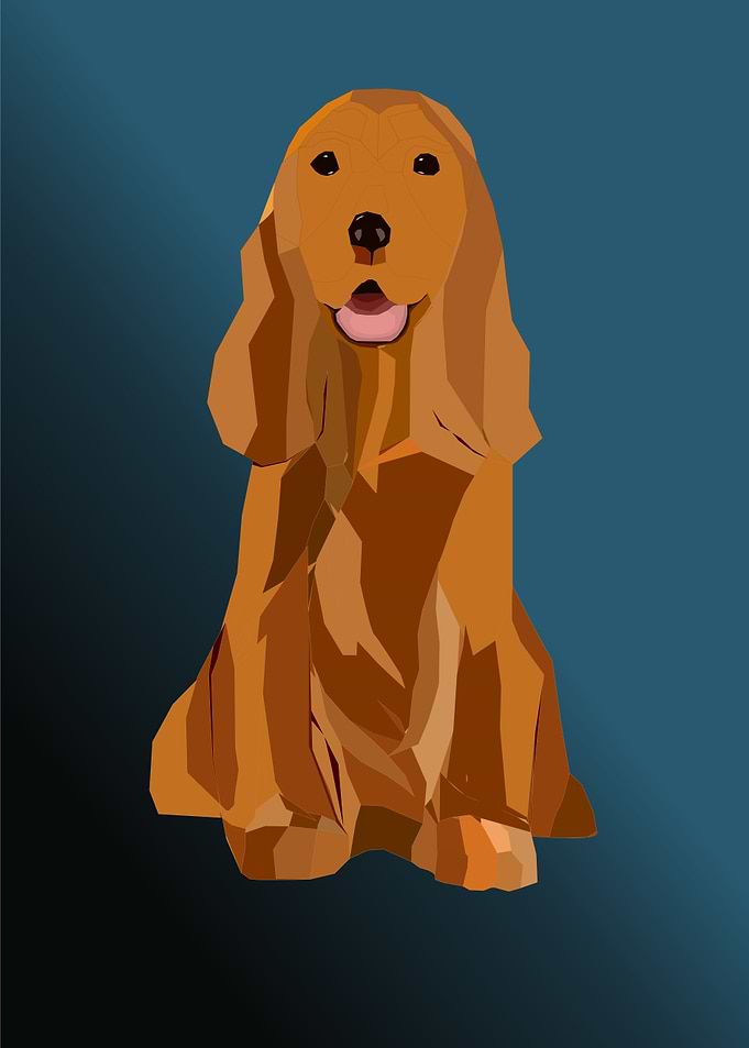 Cocker spaniel