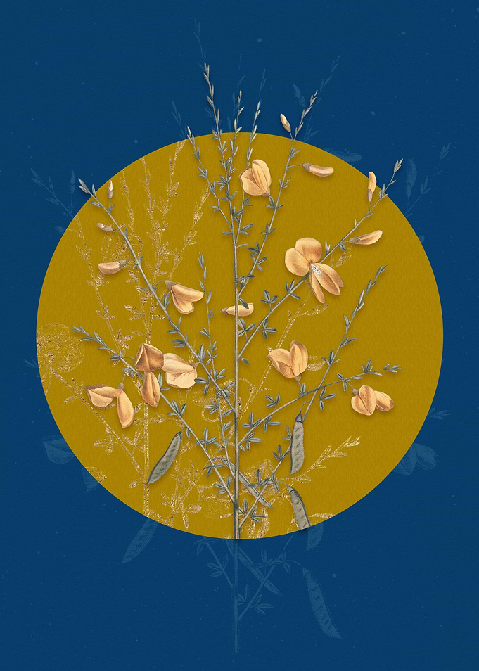 Yellow Broom Flowers