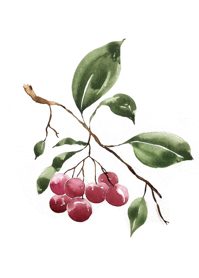 Fruit