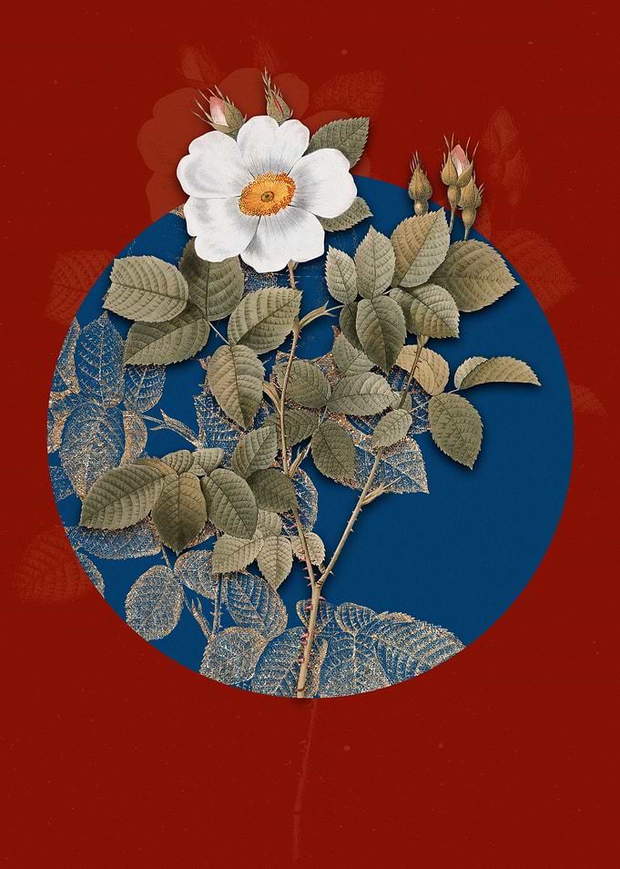 Twin Flowered White Rose