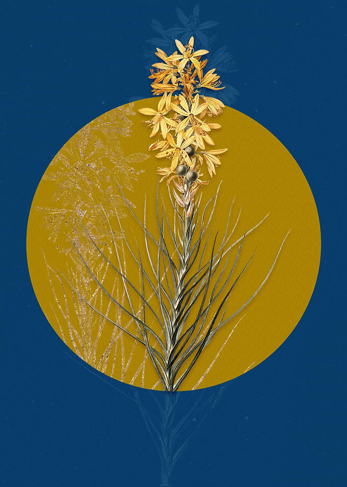 Yellow Asphodel