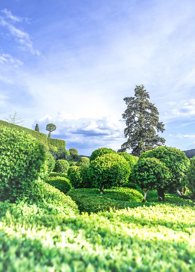 Boxwood