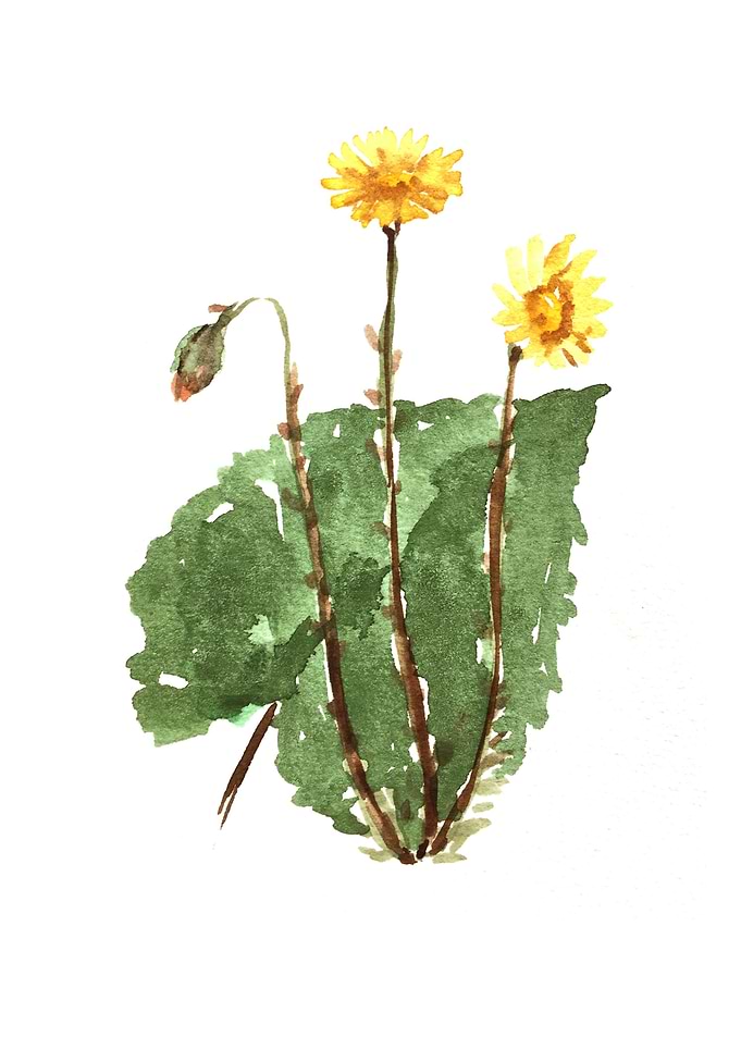 Botanical