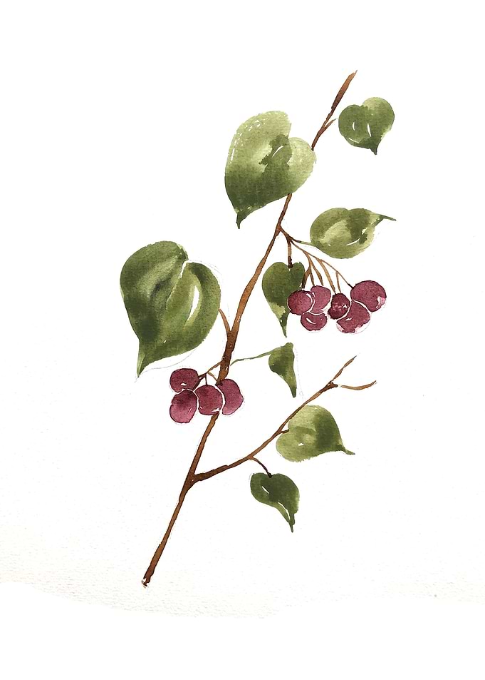 Fruit
