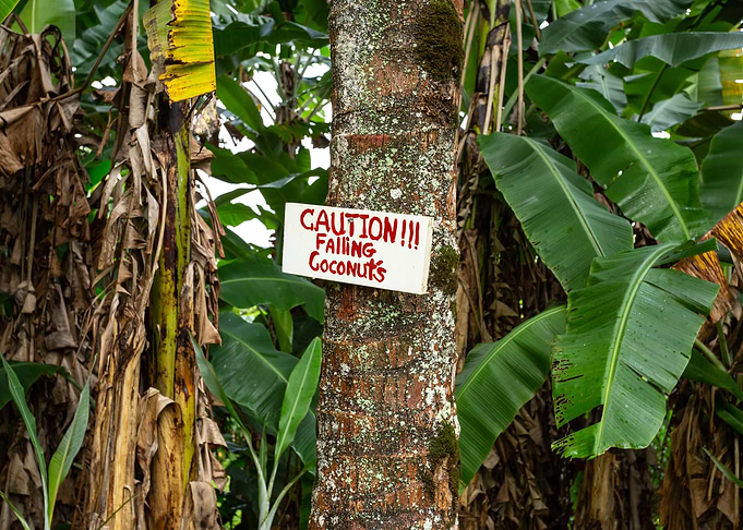 coconuts