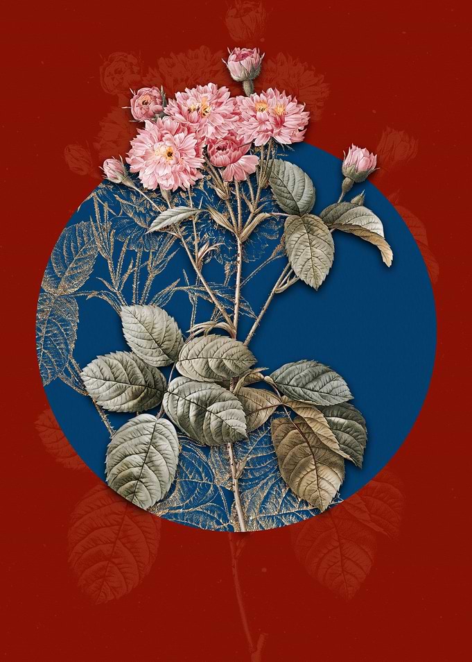 Vintage Pink Rosebush