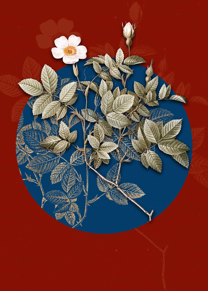 Vintage Rosebush