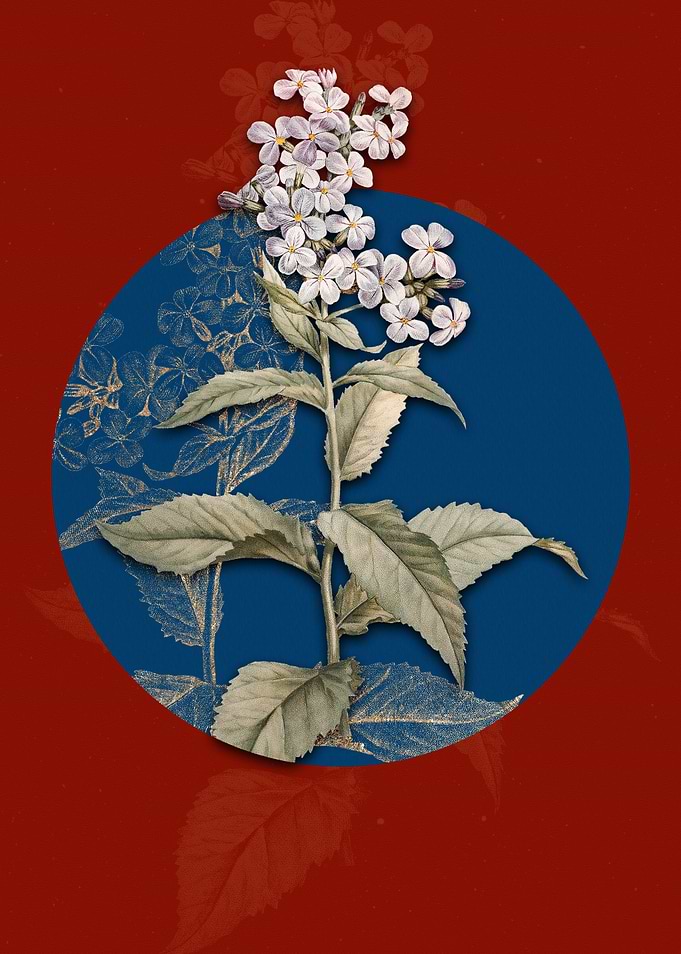 White Gillyflower Bloom
