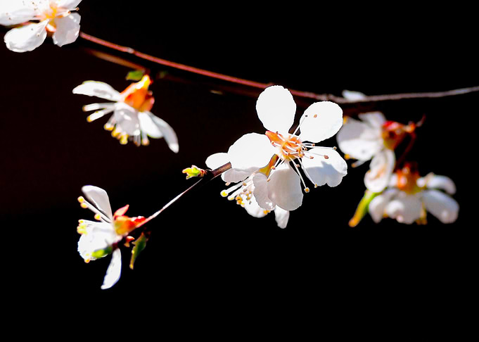 Pleasunt Japanese Apricot