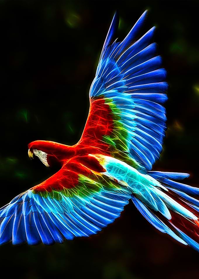 Parrot fractal