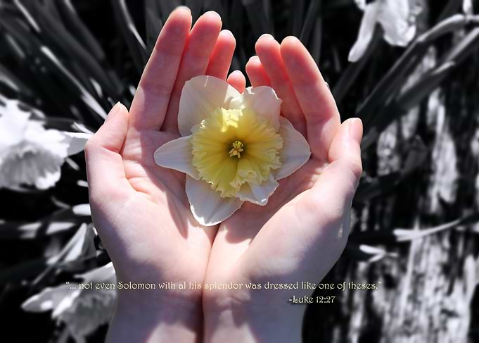Solomons Flower