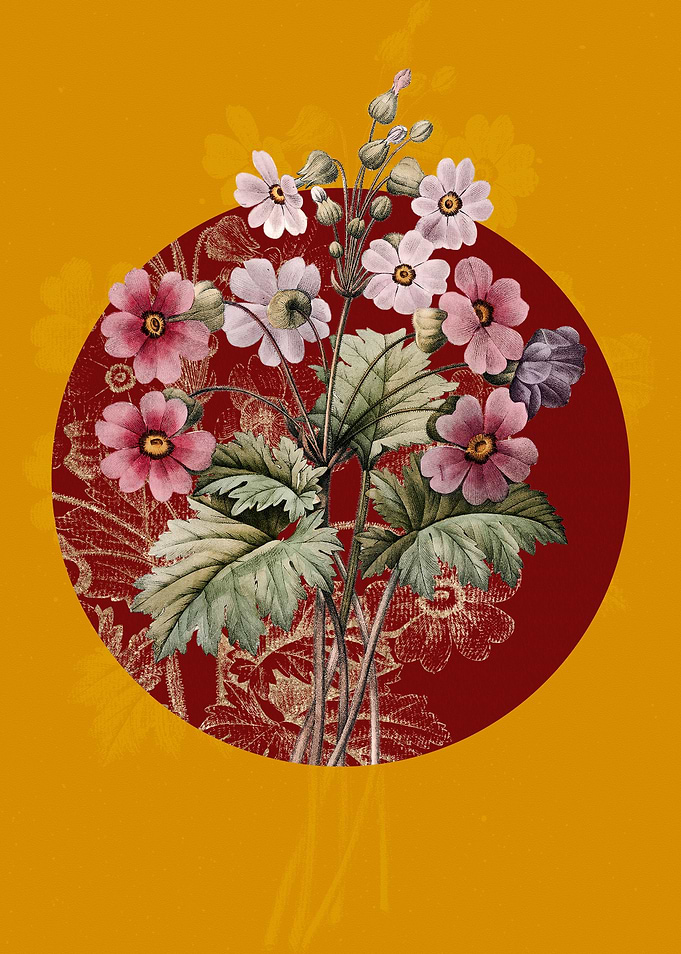 Chinese Primrose Flowers