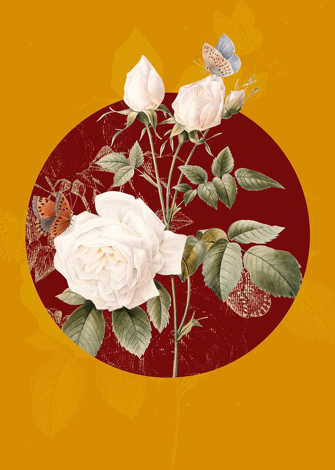 White Bengal Rose Flowers