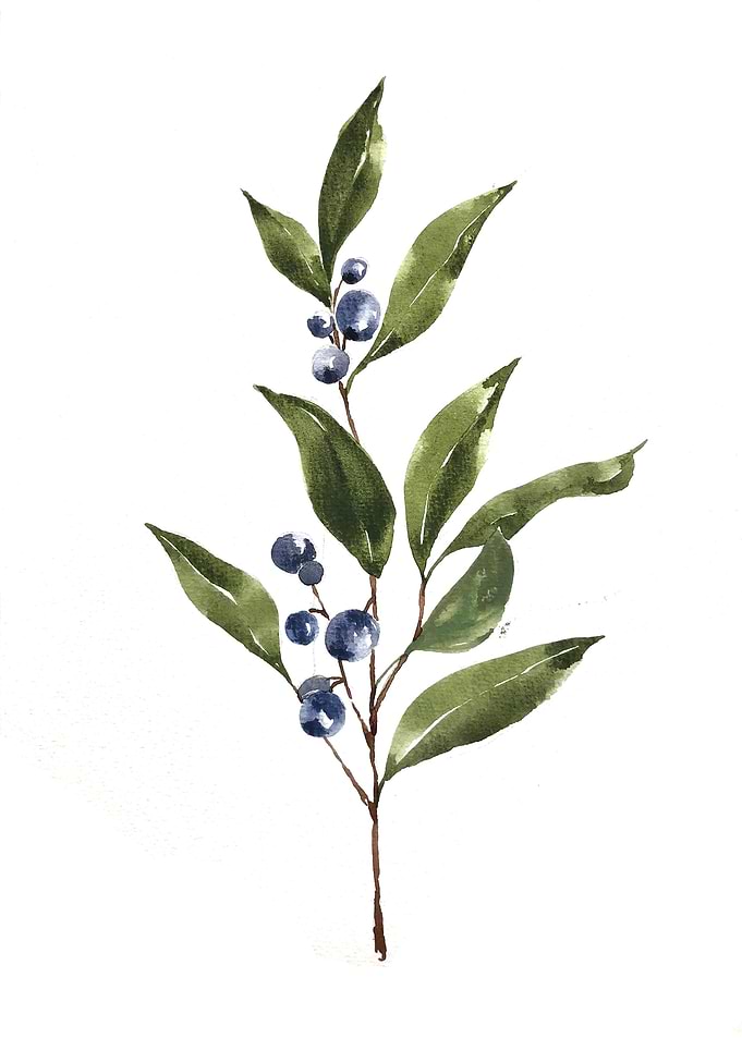 Fruit