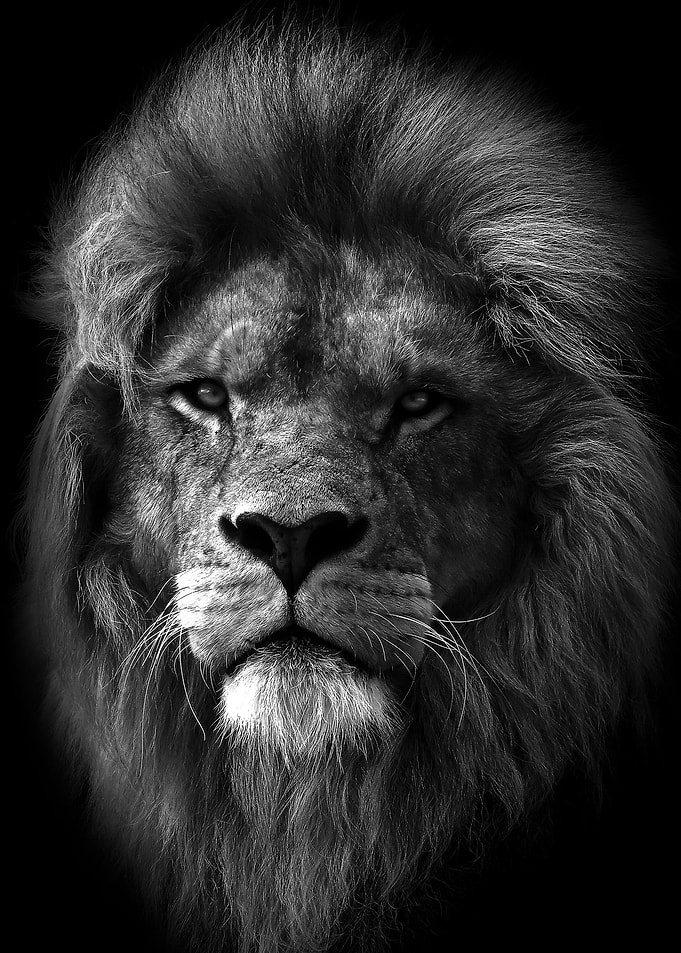 african lion king head