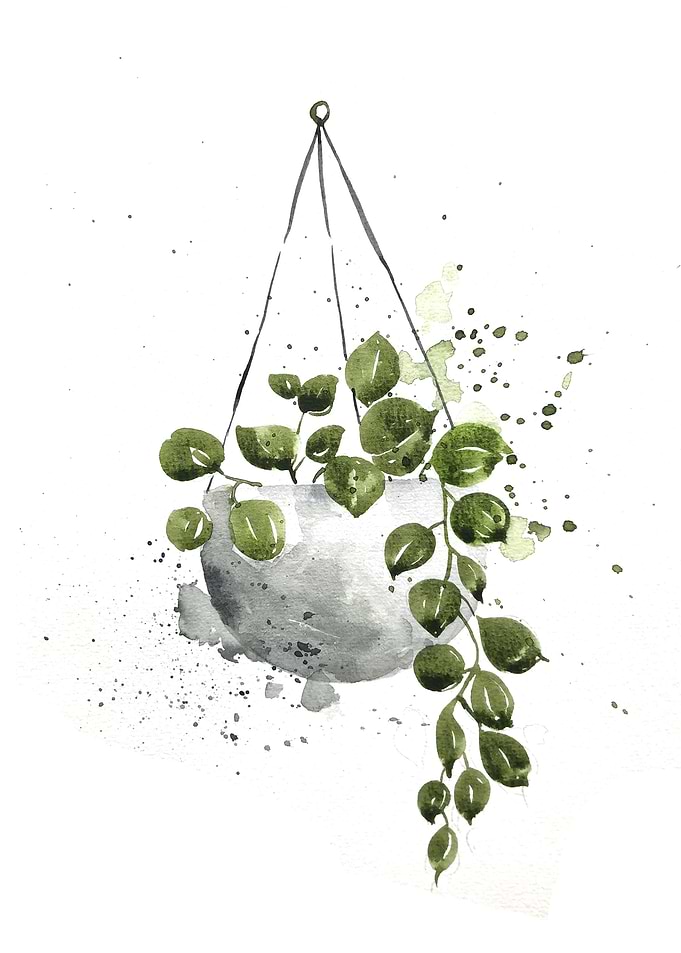 Botanical