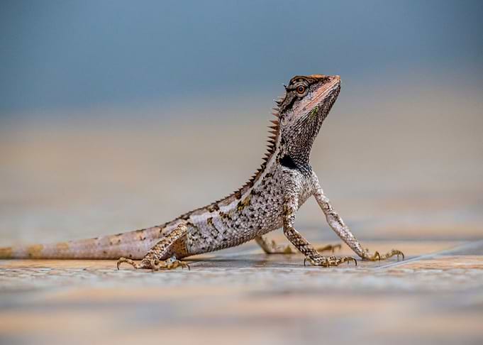 dragon bearded